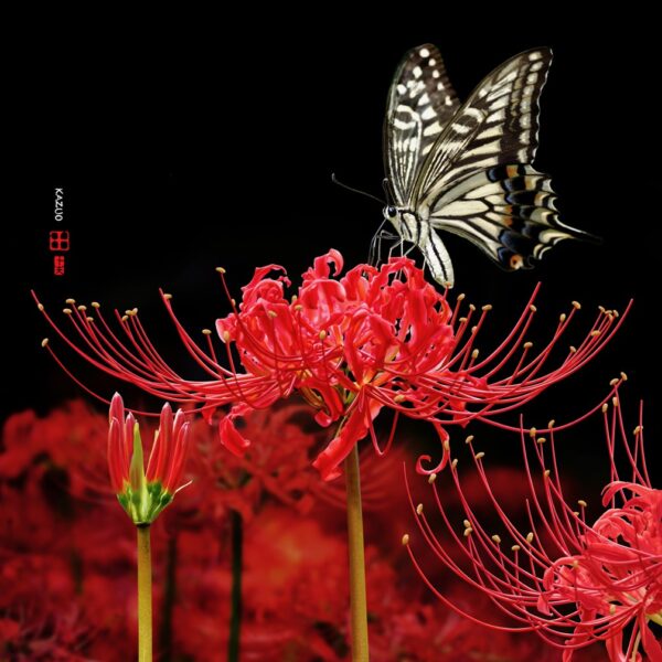 426 Flowers Blooming In The Heavenly Realm